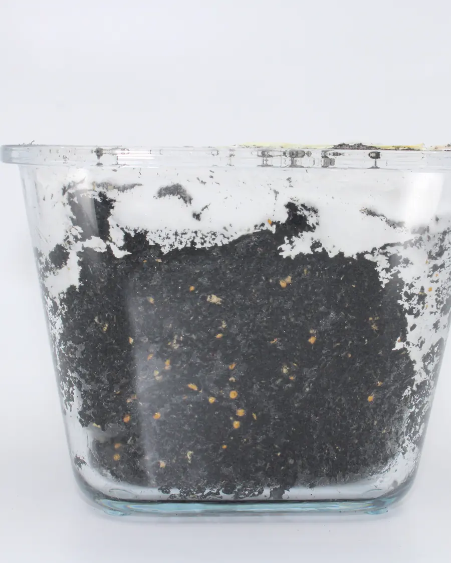 Dark biochar mix in a glass container, threaded with white mycelium