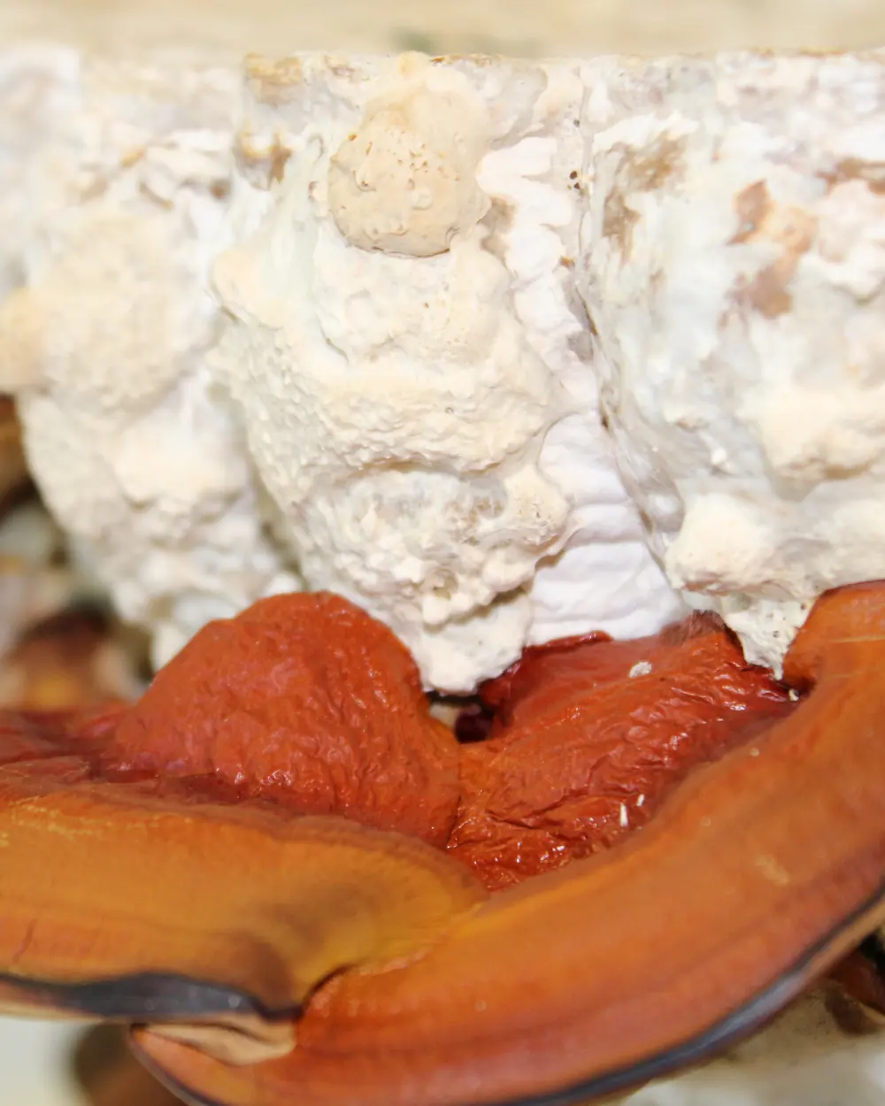 Close-up of glossy reishi caps under white mycelium