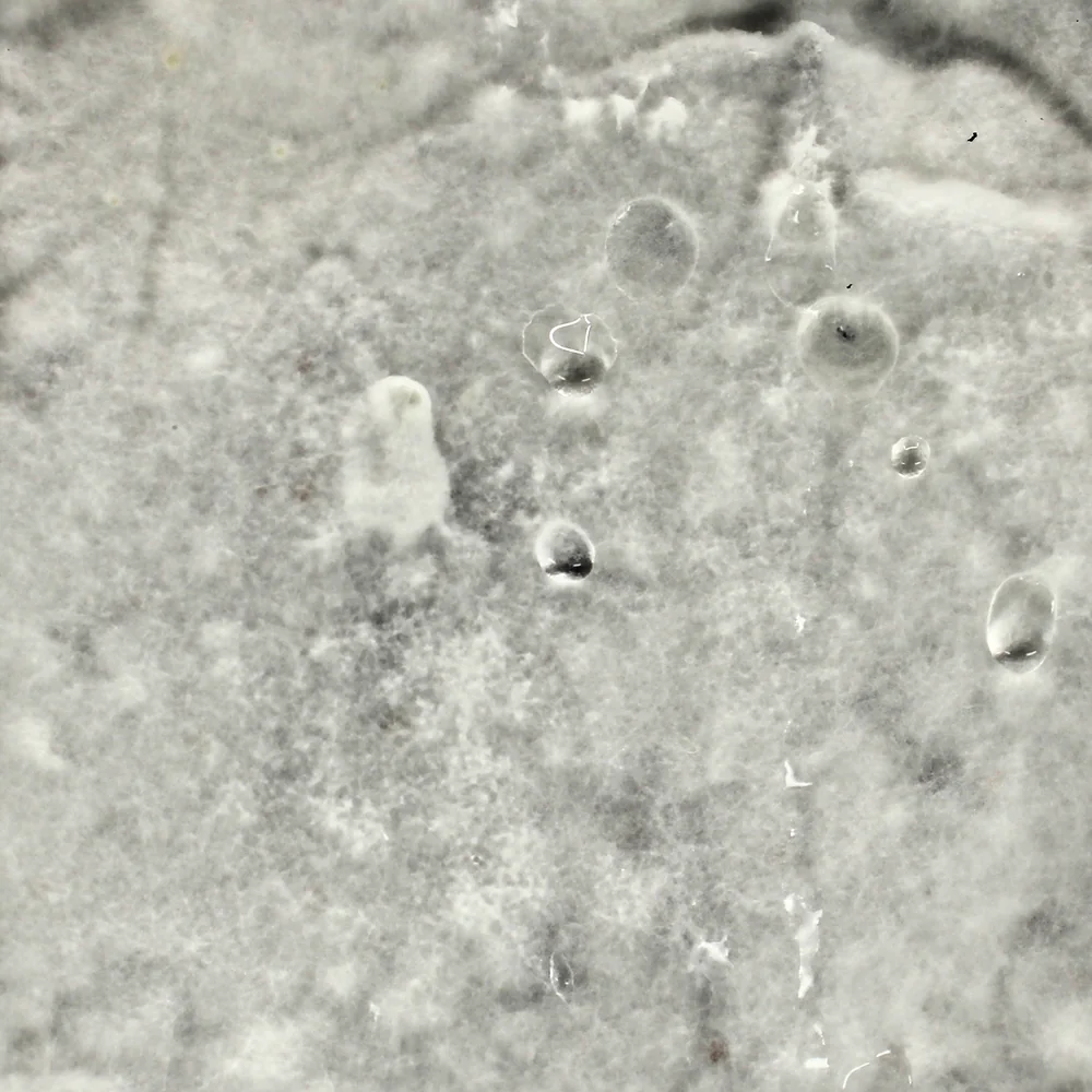Seen from above, the inside of a glass box of biochar mix fully grown over by white mycelium