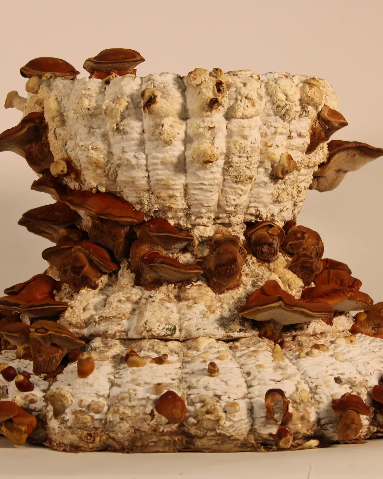 Demonstrator D1 with red-brown reishi caps growing from it