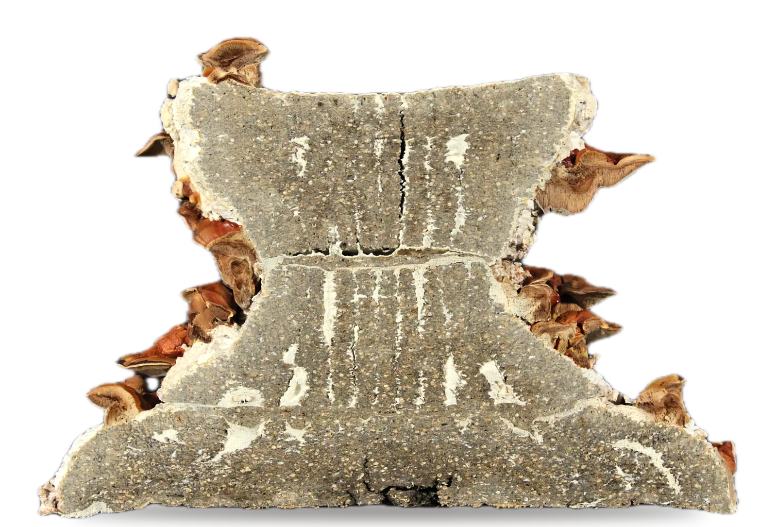 Demonstrator D1 cut in half, showing the hourglass profile, the two welds and the walls and corridors inside, reishi caps along its edges