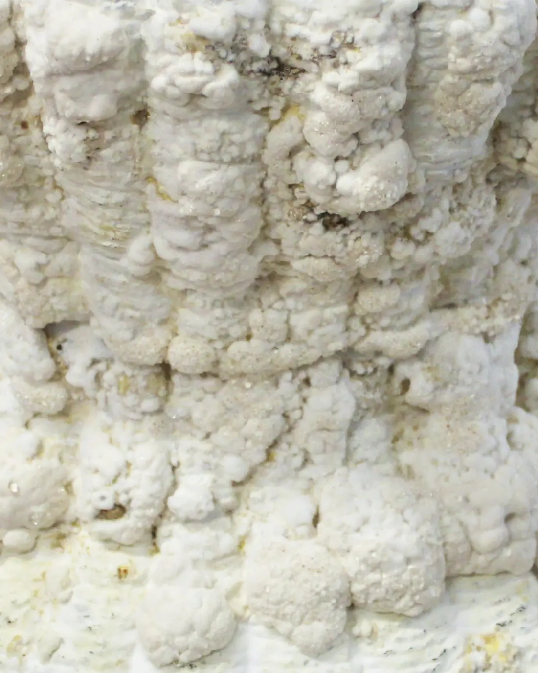 The same joint after growth, bridged by white mycelium