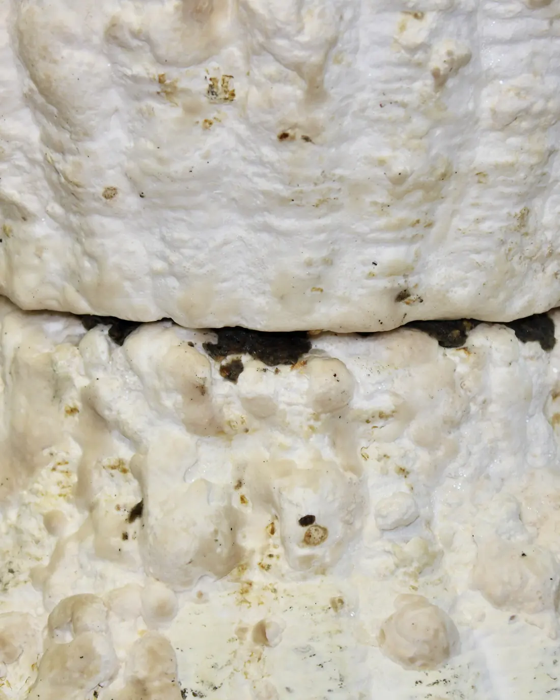 Close-up of the joint between two printed segments before growth