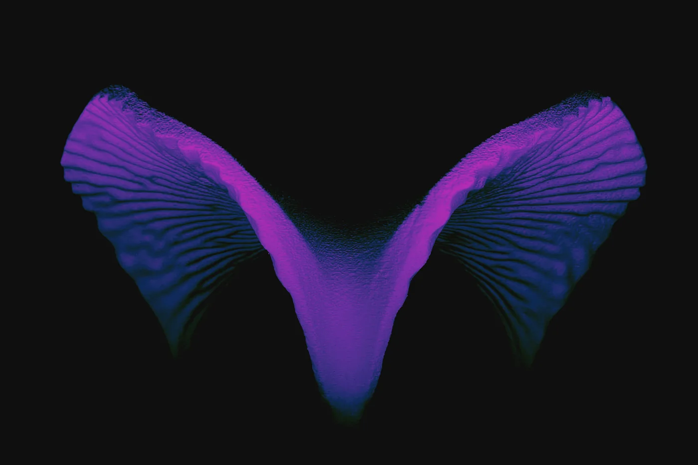 The AURORA cover from the SIGraDi 2024 talk: the shell in violet on black