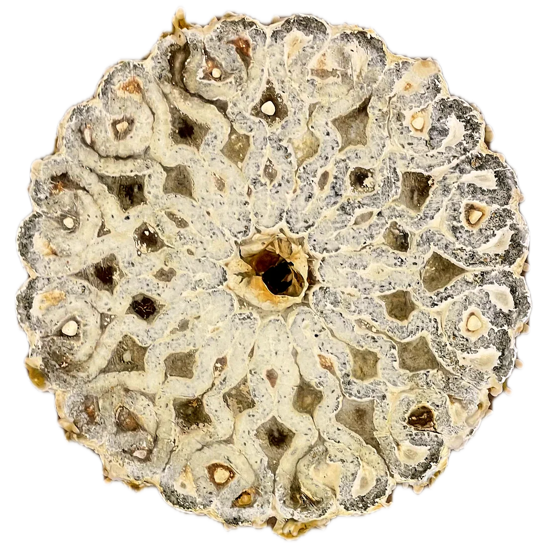 Demonstrator D2 seen from straight above: a round top of looping printed walls around a central vent, white mycelium over grey biochar, with small mushrooms along the edge