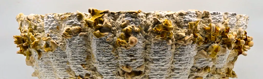 The top segment of D2 seen from the side, ringed with small yellow-brown mushrooms