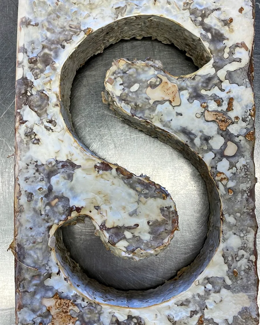 A freshly grown S trophy out of its mould on the steel table of the lab, still white with mycelium