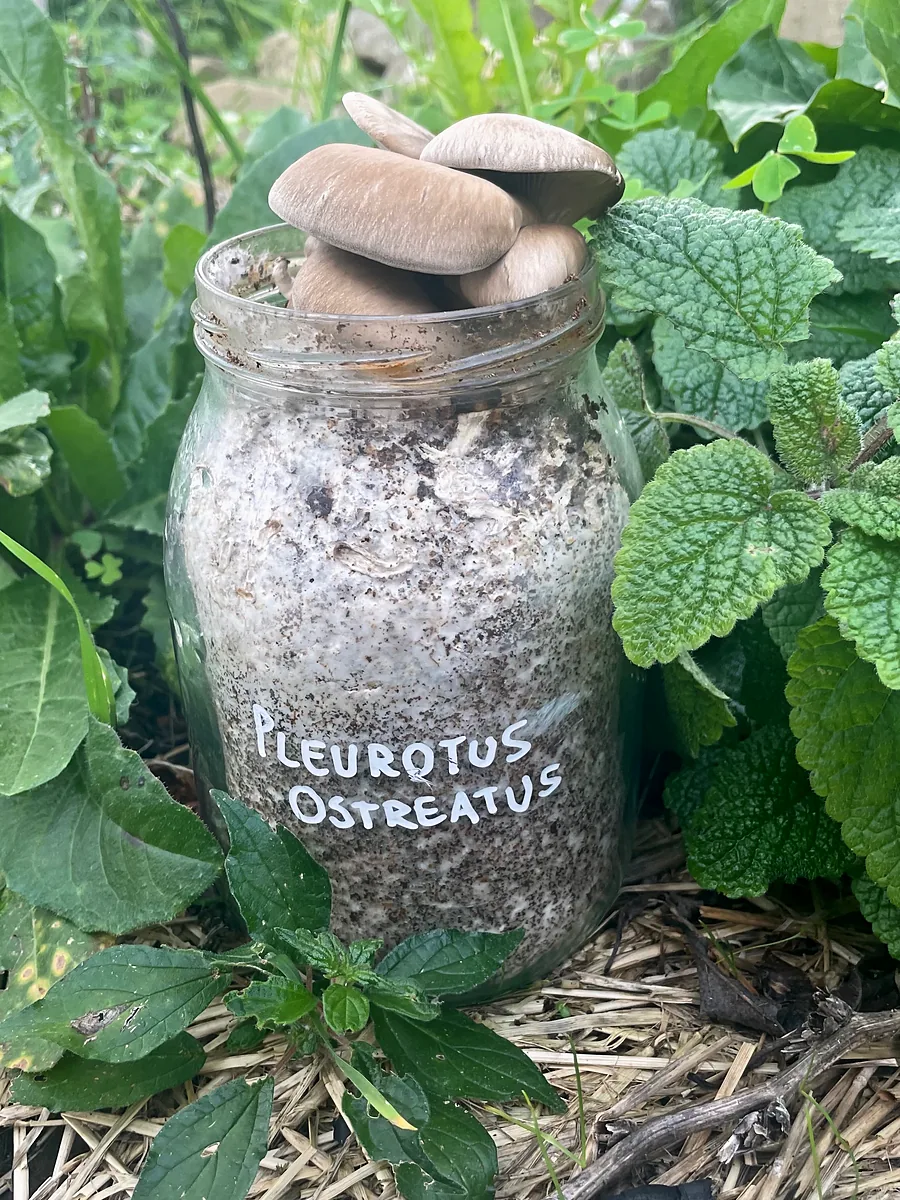 A jar labelled Pleurotus ostreatus among garden plants, grey oyster mushrooms growing from the top
