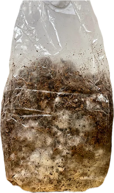 A grow bag whitened by mycelium