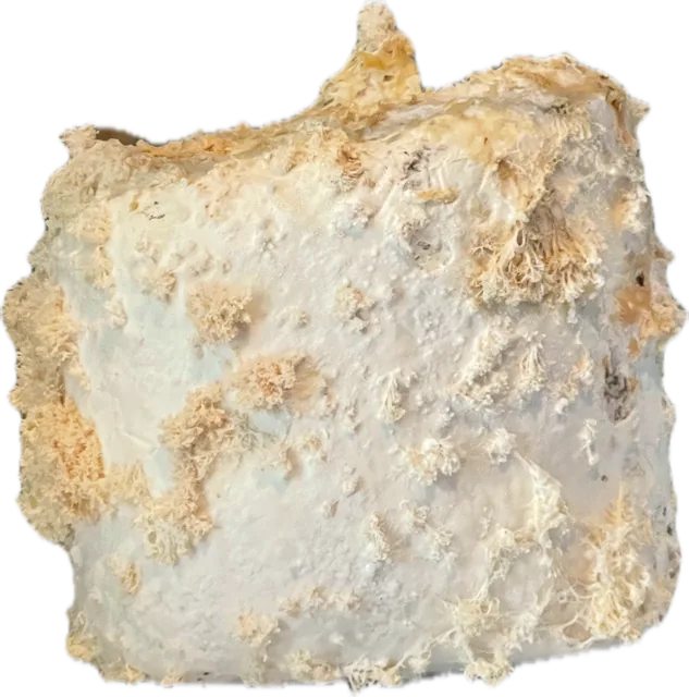A white block of substrate covered in the shaggy cream tufts of lion's mane