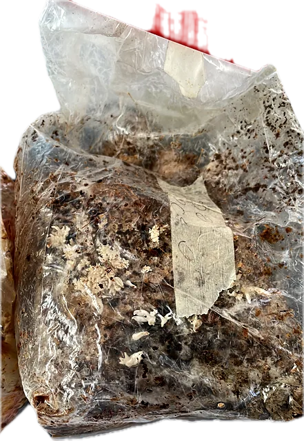 A grow bag of colonised substrate in Umeå