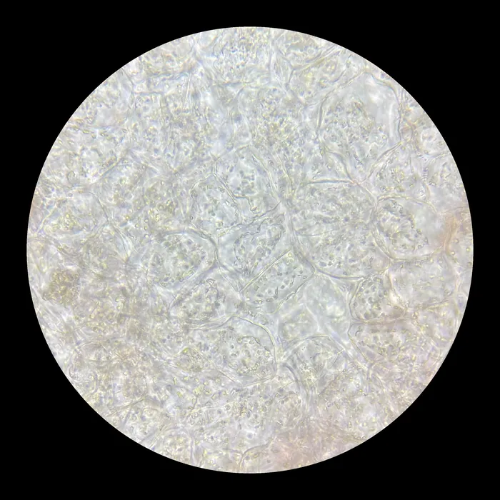 Through the microscope: pale cells in a dense pattern