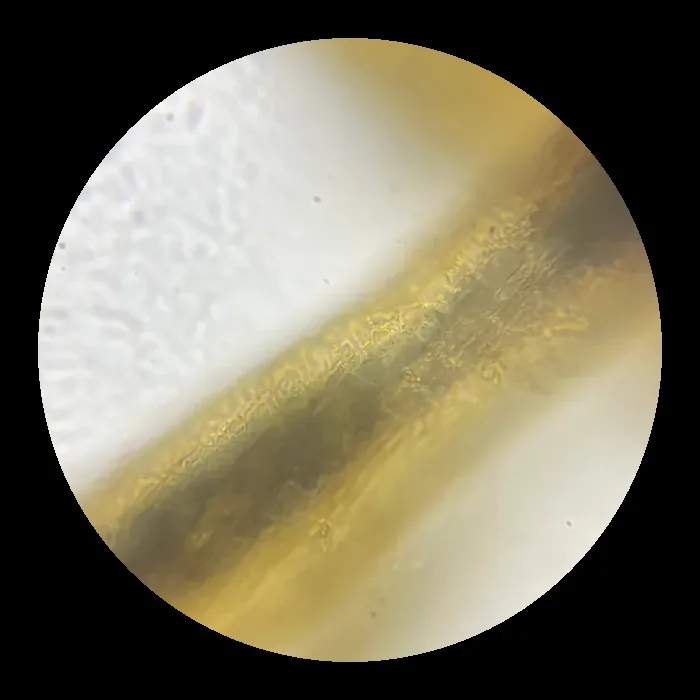 Through the microscope: a diagonal band of amber material