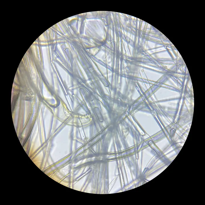 Through the microscope: long transparent fibres