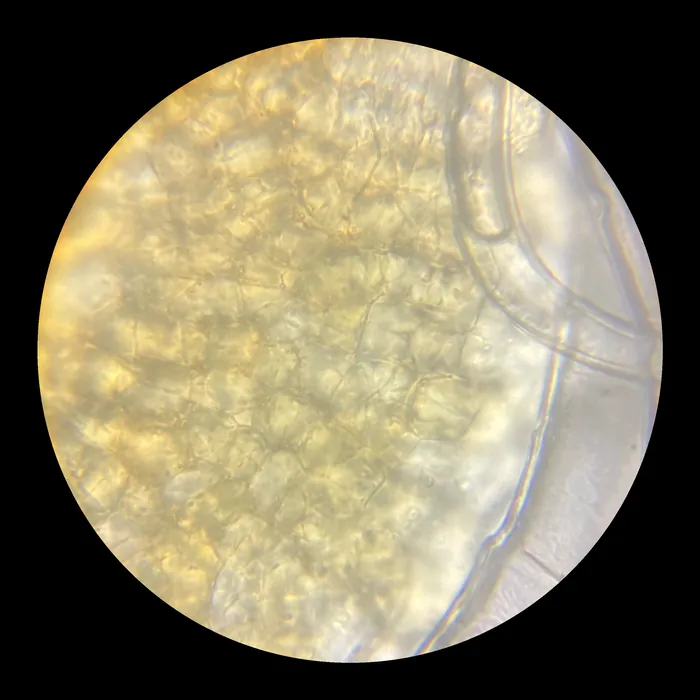 Through the microscope: rounded golden cells