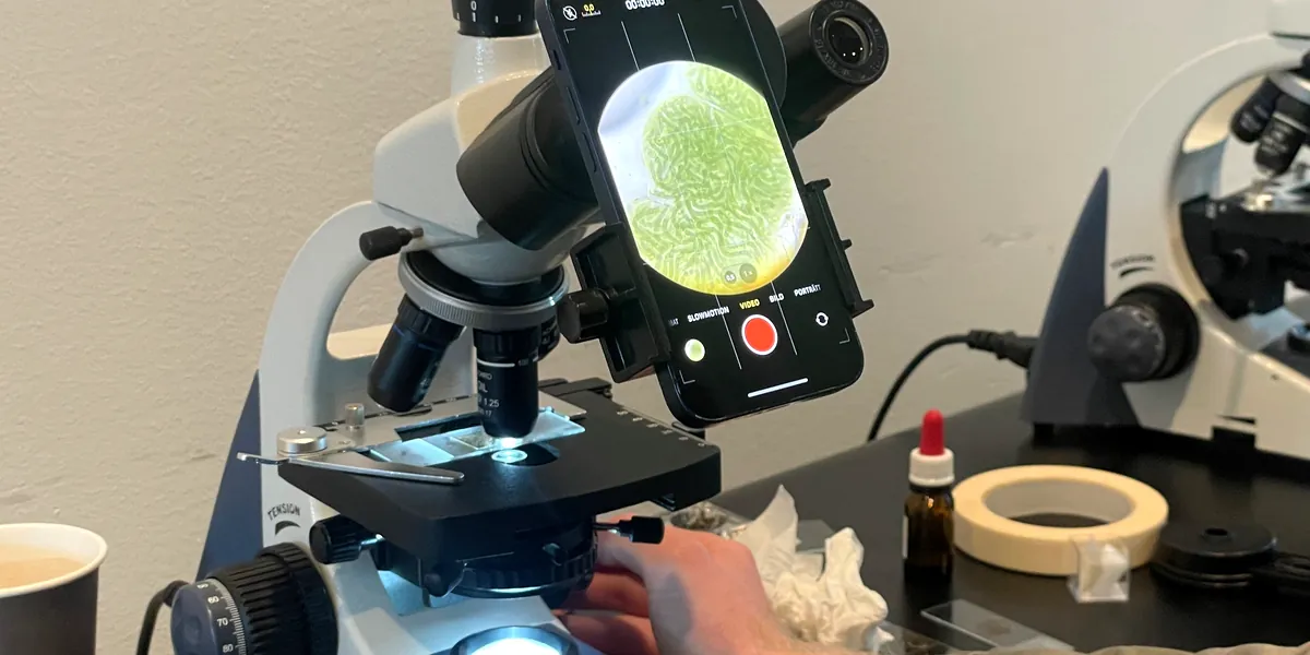 A hand on the focus of a microscope, a phone on the eyepiece filming the green cells of a section
