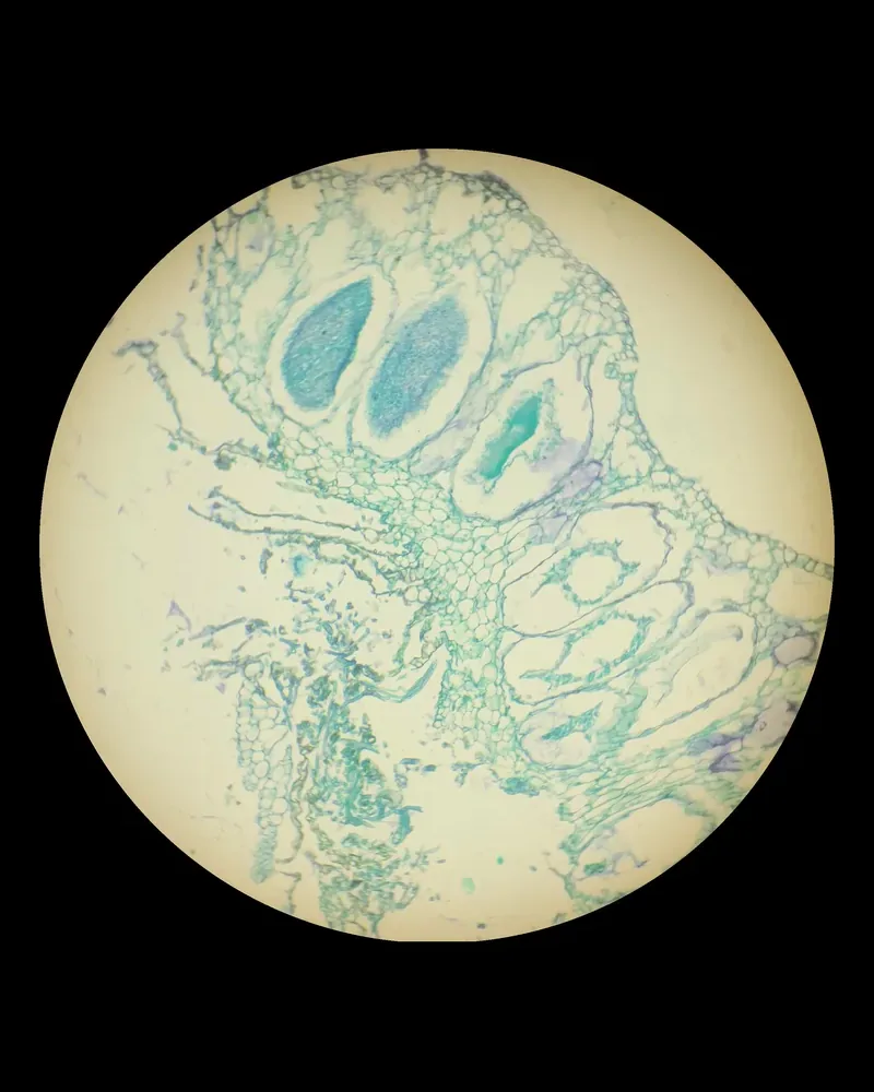 A stained plant section under the microscope from a studio session, cells in blue and green