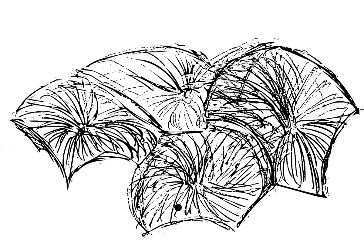 Ink sketch of a cluster of shells, each one ribbed from its support outwards