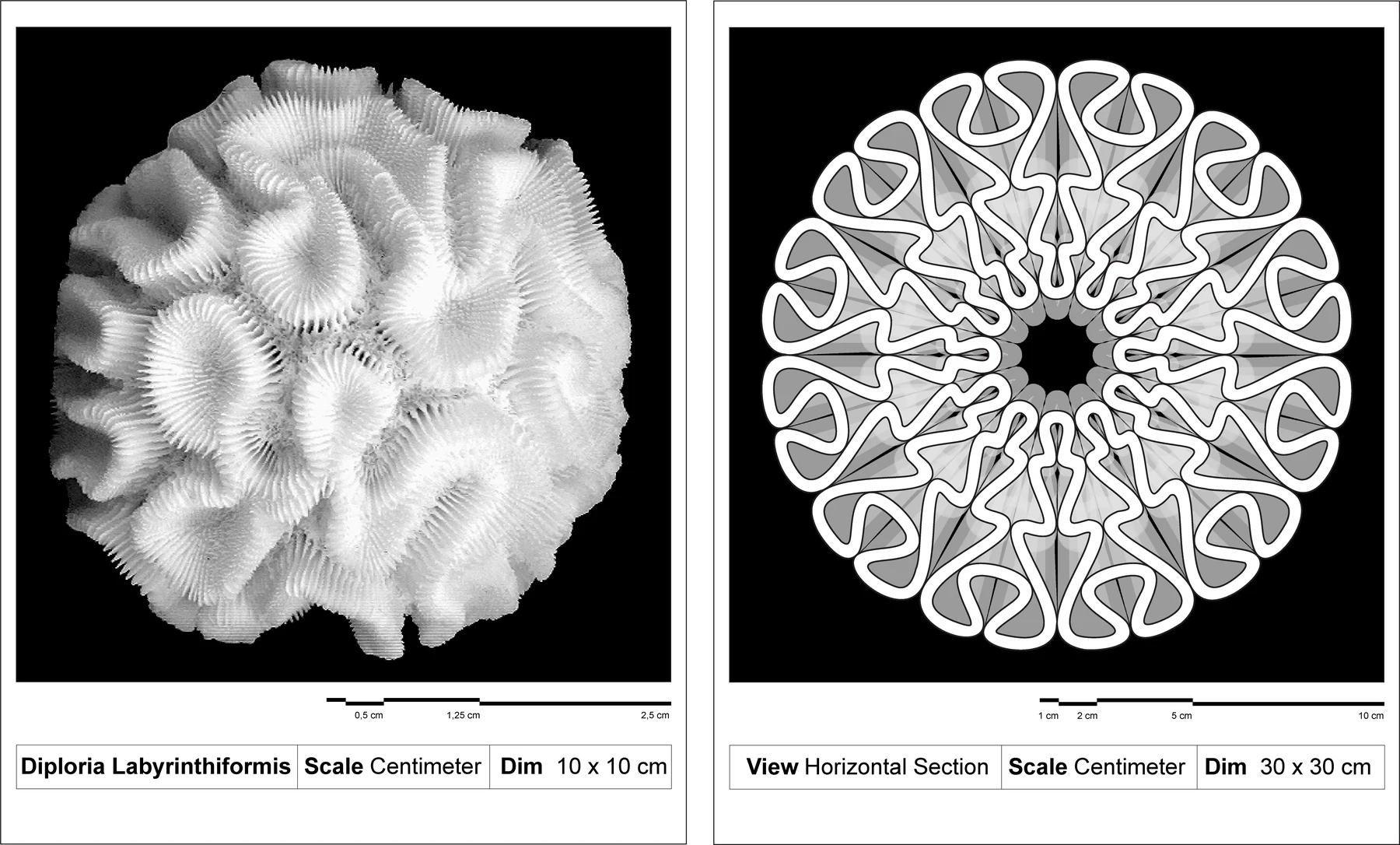 Two framed panels from the paper: a brain coral seen from above, and the joint in plan, white printed ribs folding in a ring around a dark centre, each with a scale bar and a View, Scale and Dim strip