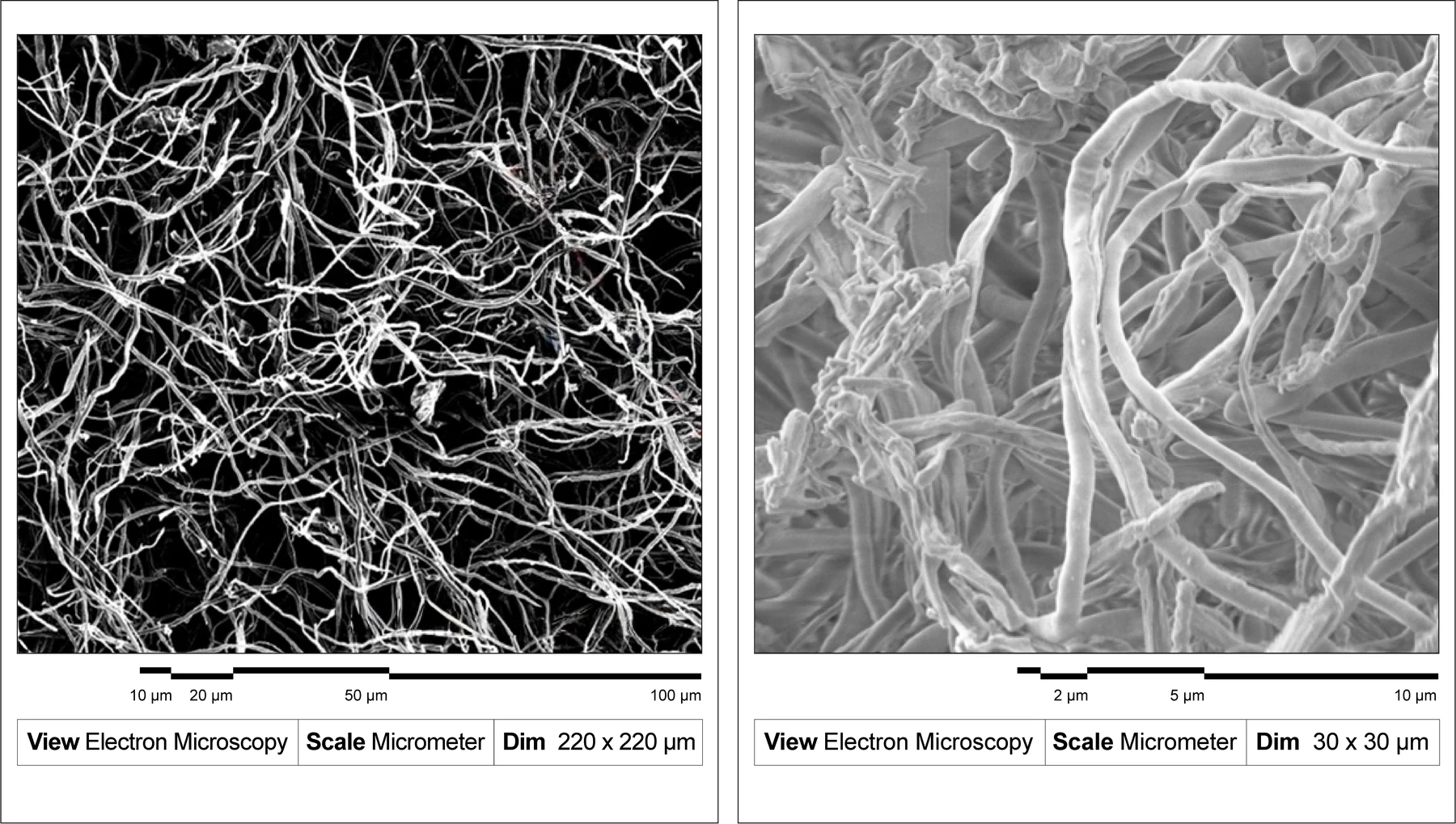 Two framed electron microscope images of fungal hyphae, a dense white web on black and a closer view of single threads