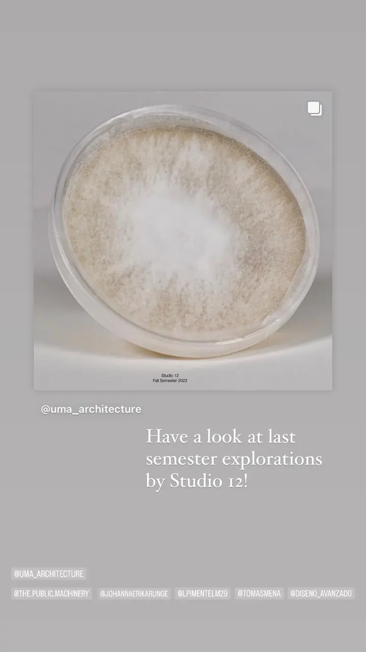 Story: a petri dish of mycelium, captioned have a look at last semester's explorations by Studio 12